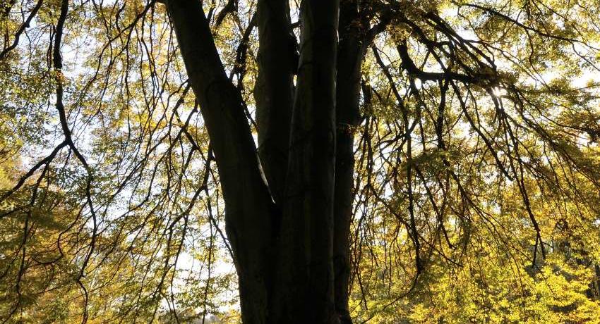  Die vierstämmige Farnblättrige Buche (Fagus sylvatica „Asplenifolia“) im Herbstlaub. 