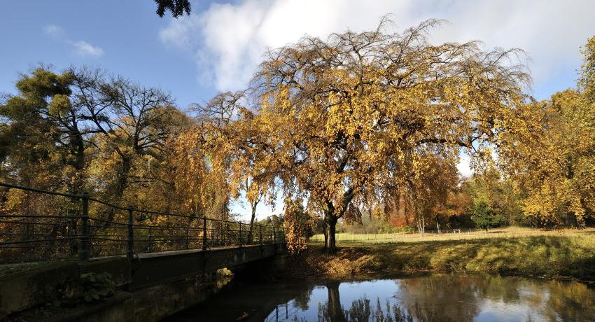 Hänge-Hainbuche (Carpinus betulus „Pendula“) an der Brücke vor dem Schloß. 