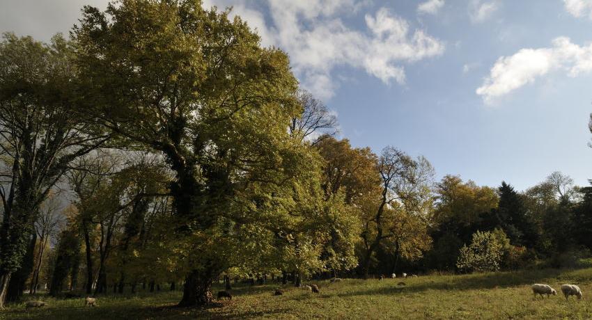 Die Morgenländische Platane (Platanus orientalis) ist eine der dendrologischen Raritäten im Harrachpark.