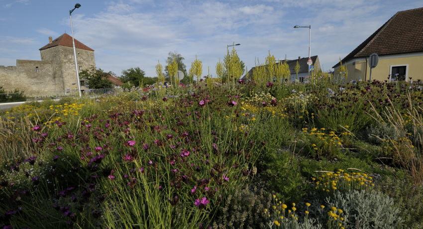 Frühsommeraspekt mit Königskerzen am Kreisverkehr Alte Wiener Straße