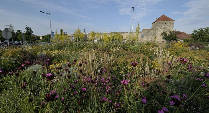 Kartäusernelken und Königskerzen prägen das Bild im Frühsommer