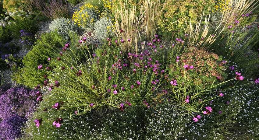 Buntes Staudenbeet im Frühsommer