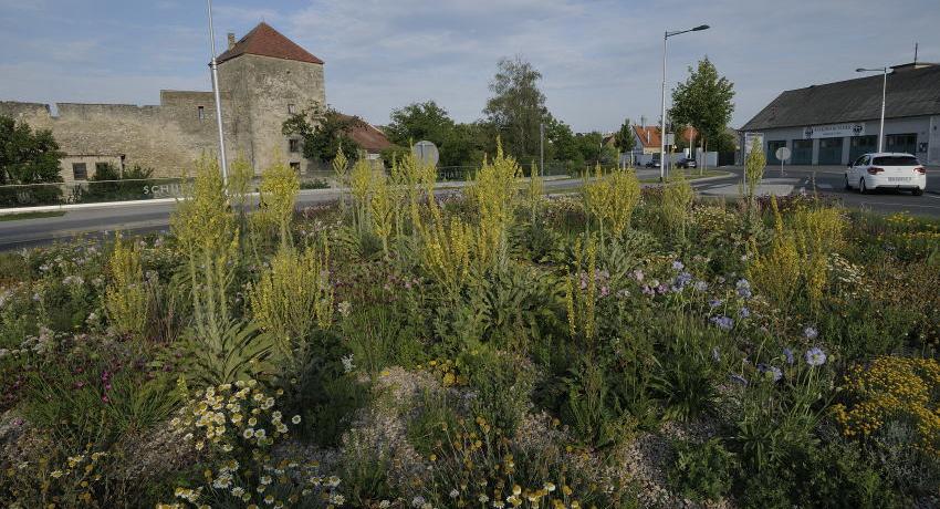 Der Kreisverkehr Alte Wiener Straße im Frühsommer 2020 mit Blick auf den Pulverturm ein Jahr nach der Bepflanzung 2019