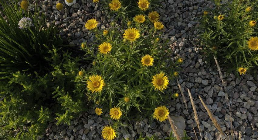 Der Schwertblättrige Alant (Inula ensifolia) ist eine Gruppenstaude mit langer Blütezeit