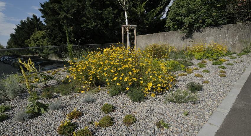  Staudenbeet mit Färberkamille (Anthemis tinctoria) beim Gymnasium, Frühsommer 2020