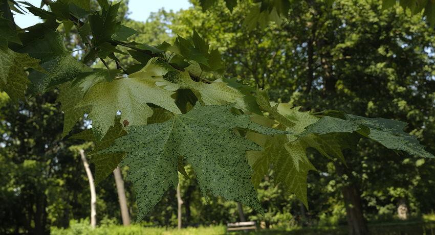 Blätter der weißbunten Ahornblättrigen Platane (Platanus acerifolia „Suttneri“) – eine Seltenheit, von der es im Harrachpark aber mehrere Exemplare gibt.