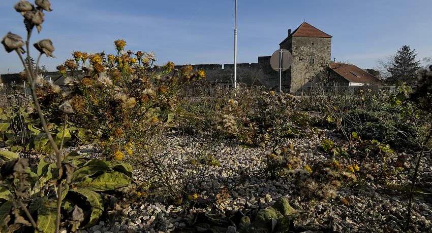 Kreisverkehr Altstadt - Staudenbepflanzung im ersten Winter im Jahr 2019.
