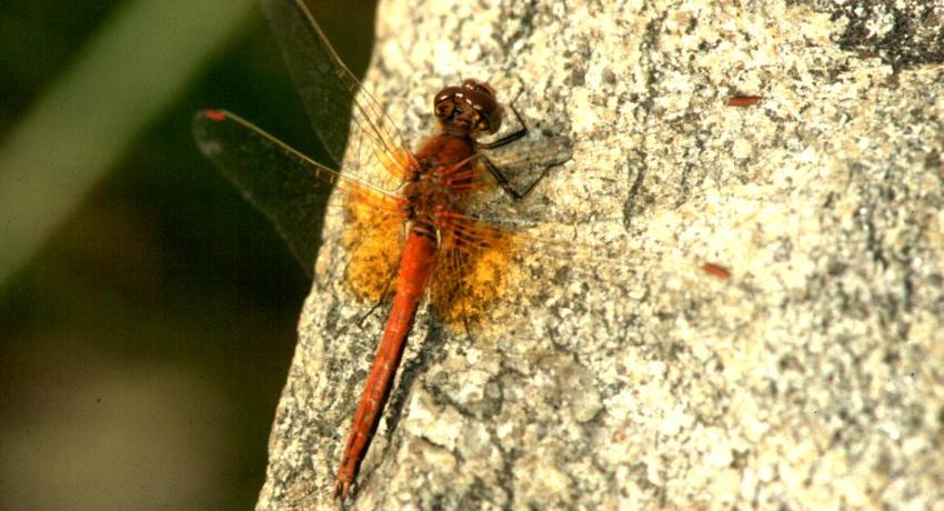 Gefleckte Heidelibelle (Sympetrum flaveolum) als eine Bewohnerin des vorher erwähnten Tümpels