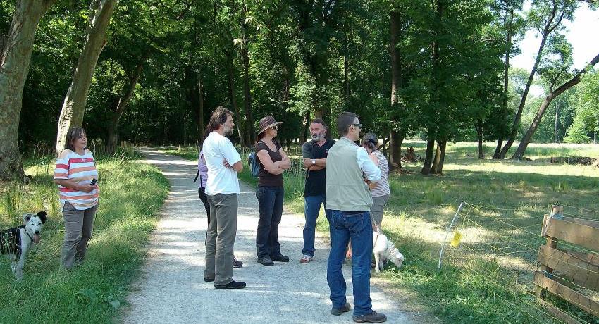 Schafbeweidung im Harrachpark in Bruck an der Leitha