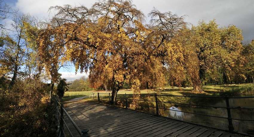 Die Hänge-Hainbuche (Carpinus betulus "Pendula") ist wahrscheinlich der Baum, der 1807 von Laurenz Janscha als Jungbaum dargestellt wurde