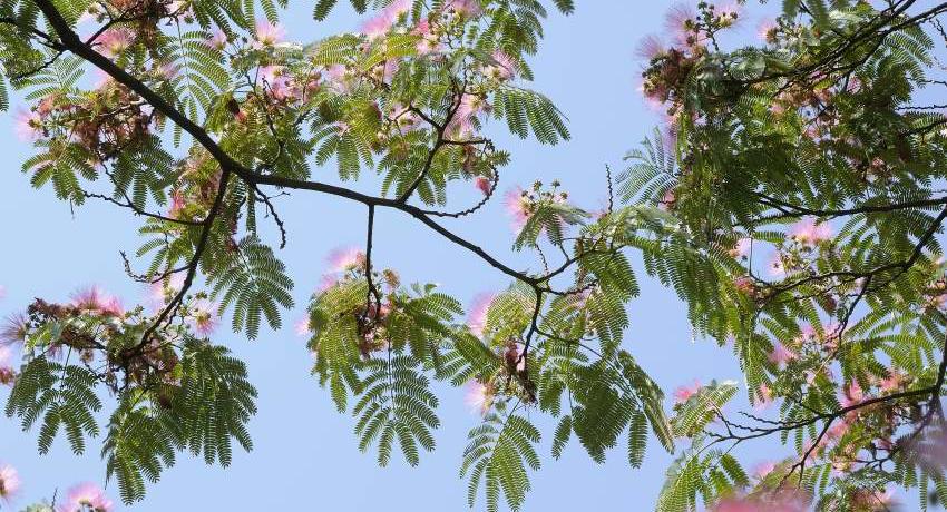 Seidenbaum: Blick durch die Krone ins Gegenlicht - Seidenbäume (Albizia julibrissin) geben einen lichten, freundlichen Schatten. Zu beachten sind aber die Möglichkeiten des Lichtraumprofils – eine Aufastung auf 4,50 m ist sicher nicht möglich!