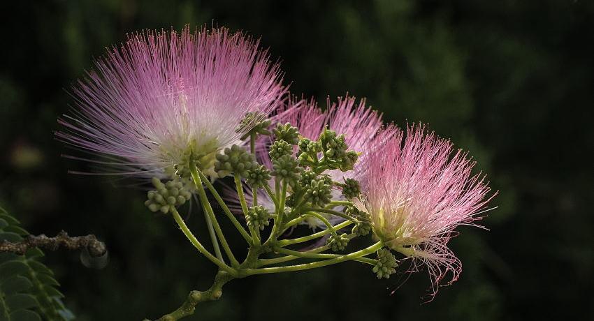 Seidenbaum (Albizia julibrissin) – Blüten im Gegenlicht