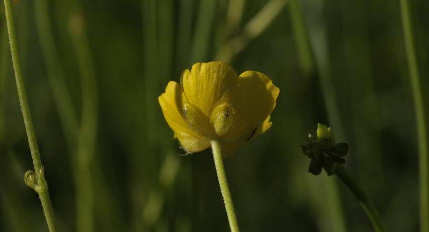 Der Scharfe Hahnenfuß (Ranunculus acris) mit anliegenden Kelchblättern