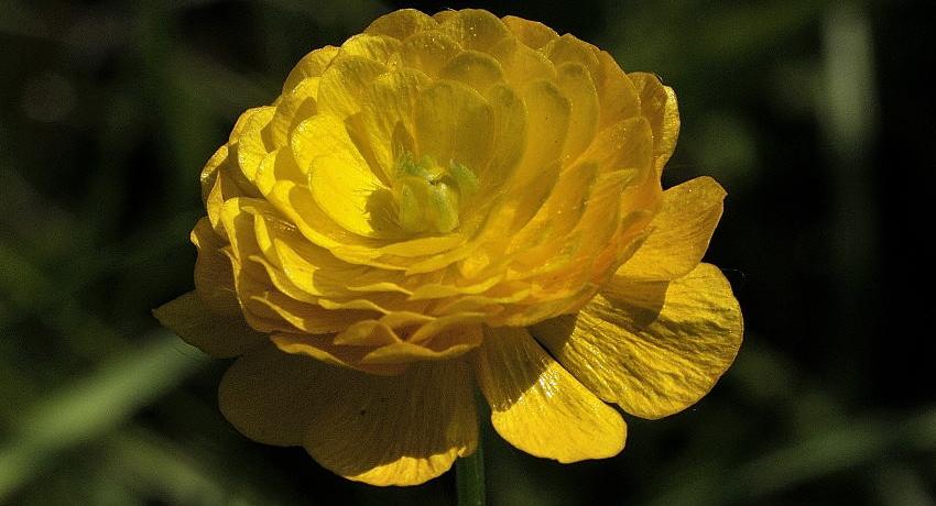 Knollen-Hahnenfuß (Ranunculus bulbosus) - in der Natur seltenes, gefüllt blühendes Exemplar