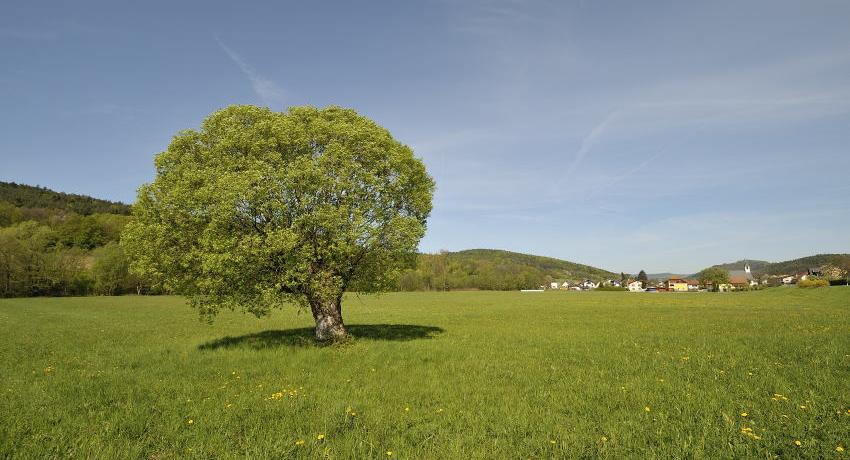 Tallandschaft mit Feuchtwiesen im Mittelburgenland