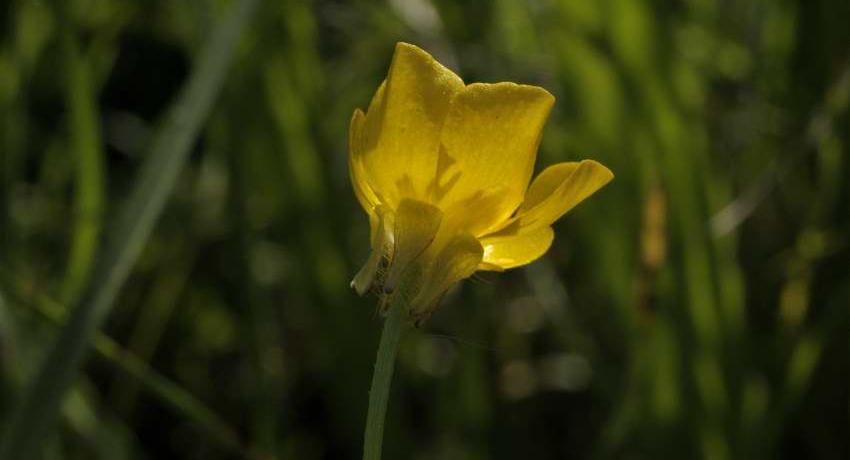Der Knollige Hahnenfuß (Ranunculus bulbosus) mit zurückgeschlagenen Kelchblättern