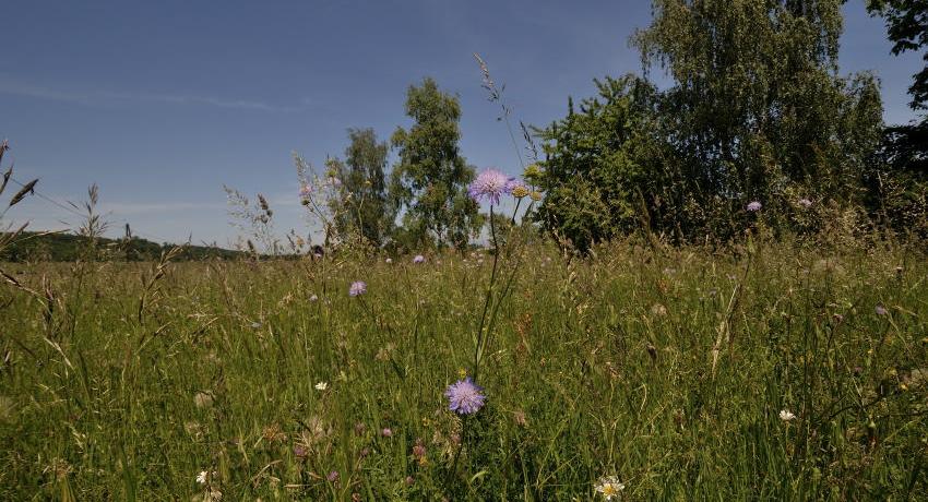 Artenreiche Glatthaferwiese bei Purgstall an der Erlauf