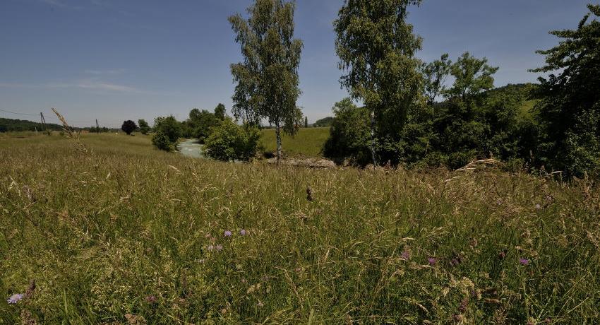 Artenreiche Trockenwiese im NATURA 2000 Gebiet NÖ Alpenvorlandflüsse