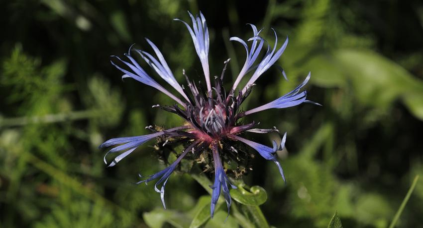 Die Bunte Flockenblume (Cyanus triumfettii) auf einem regenerierten Halbtrockenrasen als Rest der ehemals großflächigen Heidelandschaft an der Erlaufschlucht