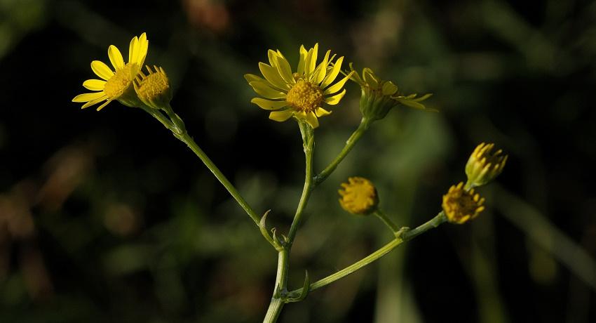 Das Spreizende Wasser-Greiskraut (Senecio erraticus) – ähnelt dem Wasser-Greiskraut (Senecio aquaticus) – wahrscheinlich auch in seiner Giftwirkung, insbesondere für Pferde, hat seinen Verbreitungsschwerpunkt aber in Ostösterreich