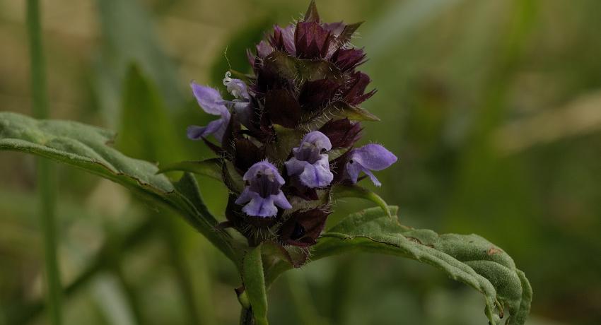 Blütenstand der Kleinen Braunelle (Prunella vulgaris)