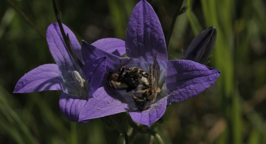 Drama in einer Blüte der Wiesenglockenblume (Campanula patula) – eine Krabbenspinne fängt eine Biene