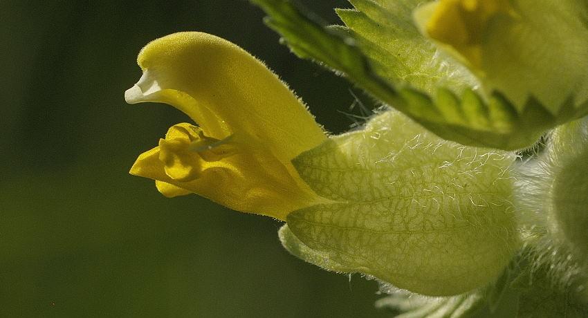 Zottiger Klappertopf (Rhinanthus alectorolophus) – Einzelblüte im Detail – der Blütenkelch ist dicht behaart. Die Zähnchen der Oberlippe sind deutlich länger als breit.