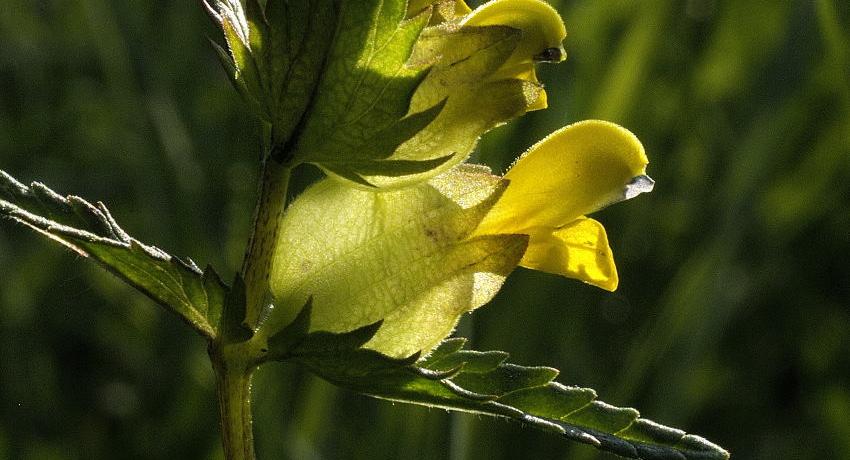 Kleiner Klappertopf (Rhinathus minor) – Blütendetail. Charakteristisch sind die 2 sehr kurzen (höchstens 0,7 mm) und breiter als langen, bläulichen Zähnchen der Oberlippe.