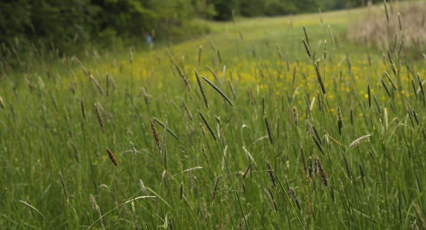 Fuchsschwanzwiese neben einem flachen Tümpel (rechts hinten) im mittleren Kamptal – Lebensraum mehrerer seltener und gefährdeter Libellenarten