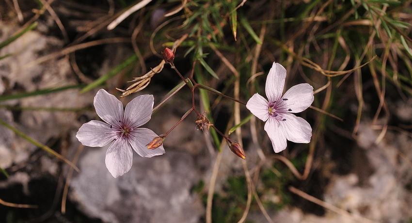  Der Schmalblättrige Lein (Linum tenuifolium) ist eine attraktive Pflanzenart in (Halb-)Trockenrasen