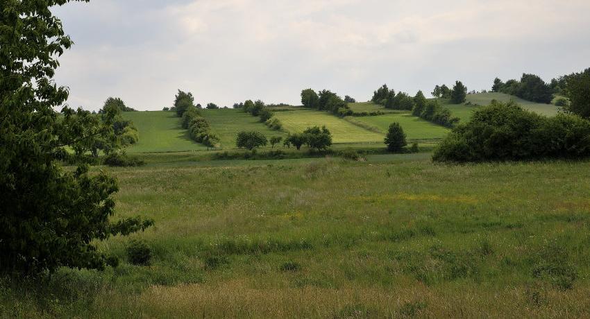 Heckenlandschaft im mittleren Kamptal, im Vordergrund eine begrünte Ackerfläche mit Wiesennutzung