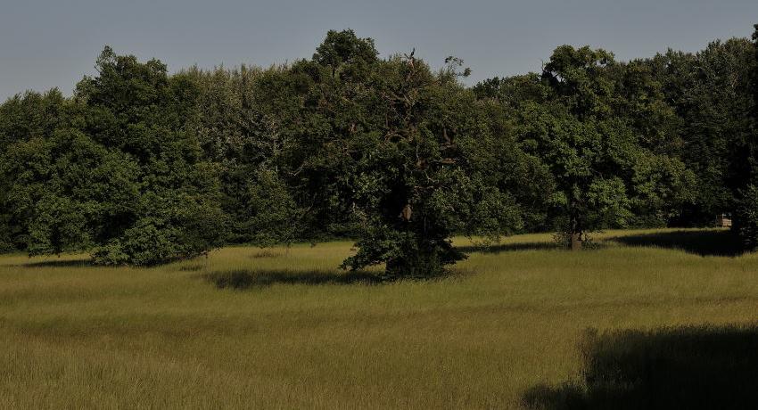  Trockene Glatthaferwiese im Nationalpark Donauauen