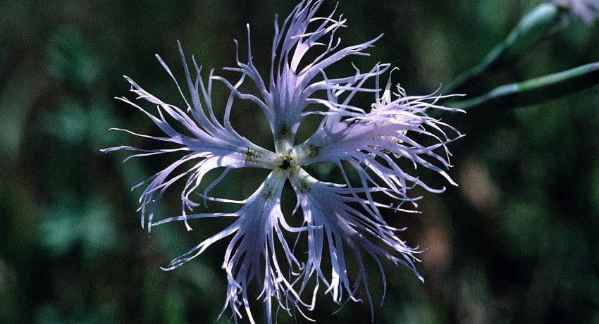 Die Feuchtwiesen-Prachtnelke (Dianthus superbus subsp. superbus) kommt auf nährstoffarmen, wechselfeuchten Wiesen vor und ist eine der attraktivsten heimischen Pflanzen. Leider ist sie stark gefährdet.
