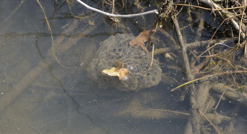 Laichklumpen vom Springfrosch (Rana dalmatina)