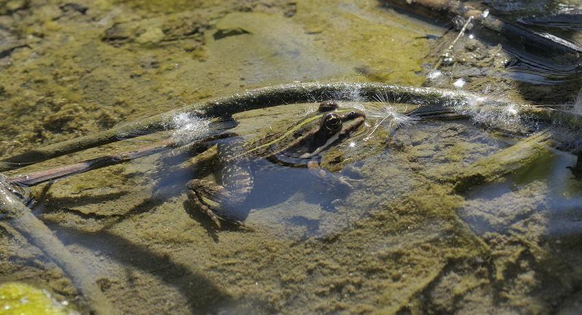Teichfrosch (Rana esculenta) - Rotbauchunke und Donaukammmolch wurden nicht festgestellt