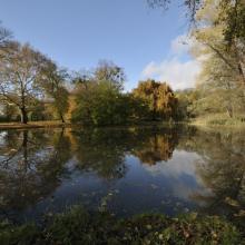 Teich im Harrachpark mit Gruppe von alten Parkbäumen (Platane, Kaukasische Flügelnuß, Hänge-Buche) im Hintergrund.