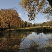 Parkgewässer im Vordergrund, links Brücke mit Hänge-Hainbuche (Carpinus betulus "Pendula") im orangegelben Herbstlaub, dahinter das Schloss Prugg