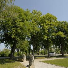 Alter Kastanienbestand beim Kriegerdenkmal