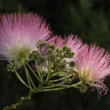 Seidenbaum (Albizia julibrissin) – Blüten im Gegenlicht